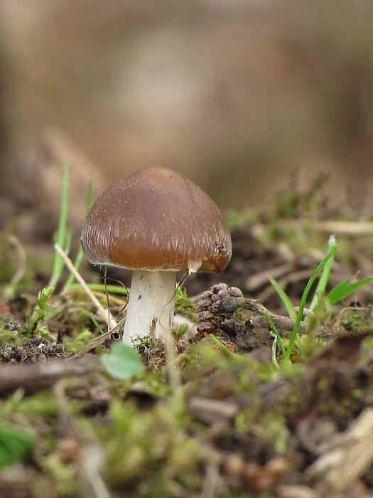 drobuľka hnedosivá Psathyrella spadiceogrisea (Schaeff.) Maire