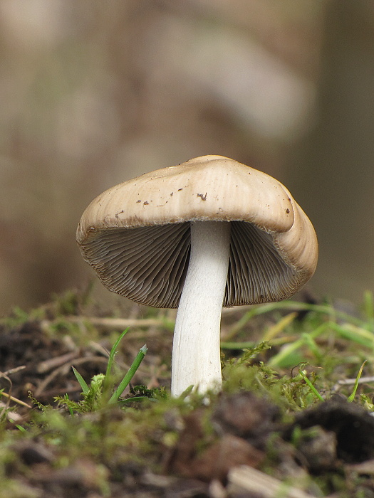 drobuľka hnedosivá Psathyrella spadiceogrisea (Schaeff.) Maire