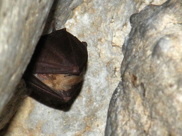 podkovár malý Rhinolophus hipposideros