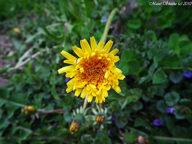 púpava lekárska Taraxacum officinale (L.) Weber ex F.H.Wigg