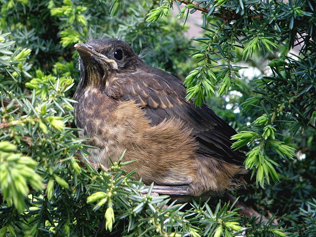 drozd čierny Turdus merula