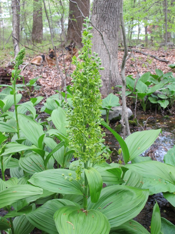 kychavica zelena-false hellebore Viride