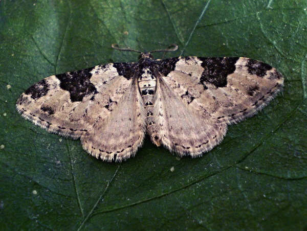 piadivka chrenová   -   Píďalka křenová Xanthorhoe  fluctuata