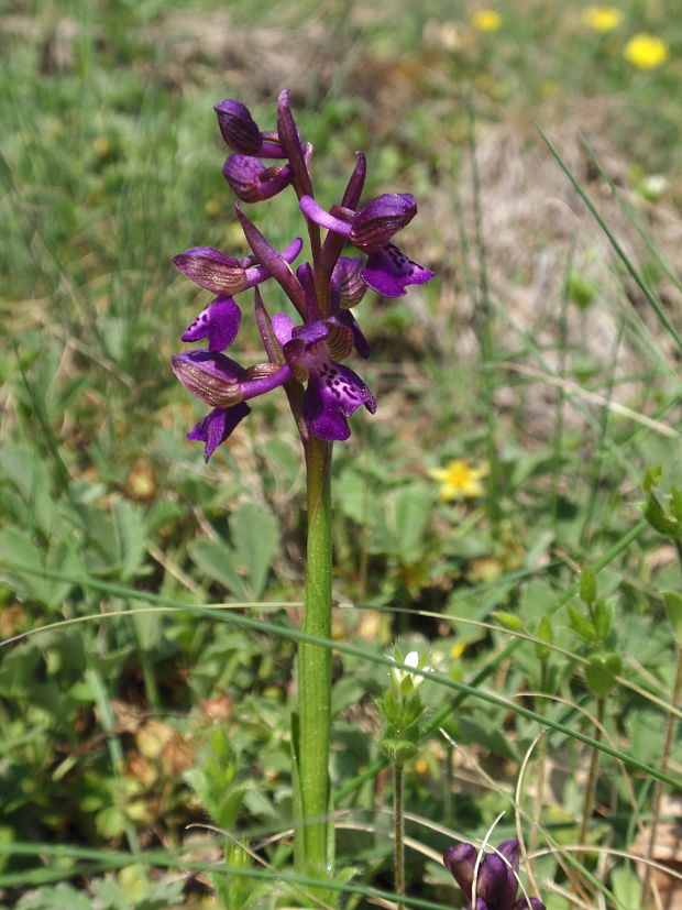 červenohlav obyčajný Anacamptis morio (L.) R. M. Bateman, A. M. Pringeon & M. W. Chase