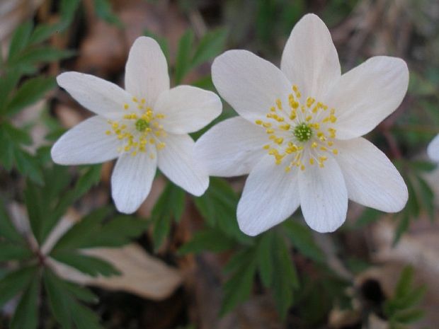 veternica hájna Anemone nemorosa L.