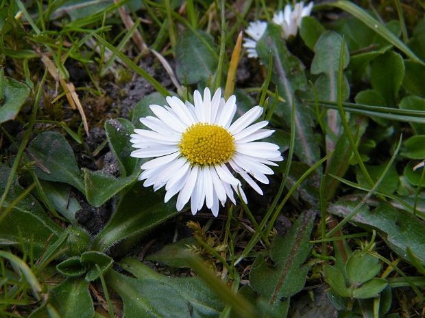 sedmokráska obyčajná Bellis perennis L.