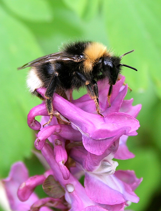 čmeľ zemný Bombus terrestris