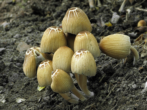 hnojník Coprinus sp.