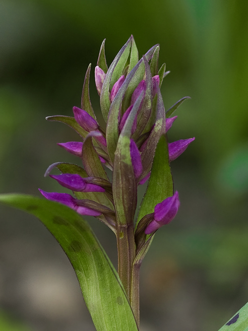 vstavačovec májový pravý Dactylorhiza majalis subsp. majalis (Reincherb.) Hunt & Summerh.