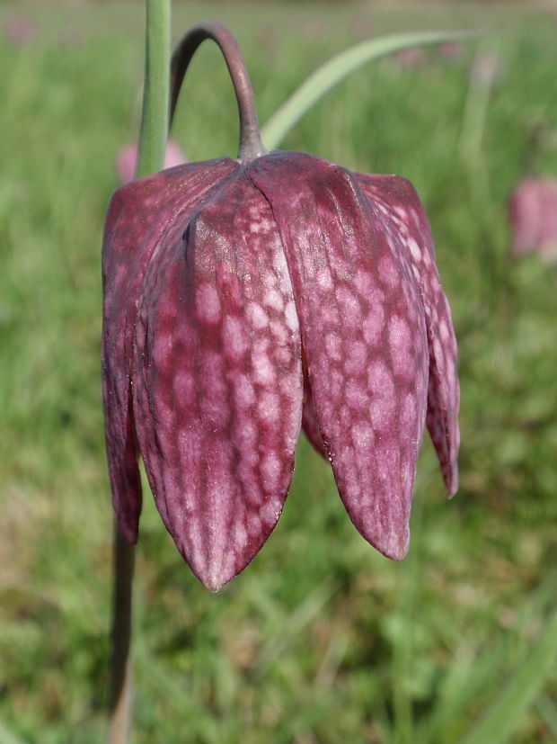 korunkovka strakatá Fritillaria meleagris L.