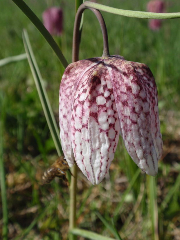 korunkovka strakatá Fritillaria meleagris L.