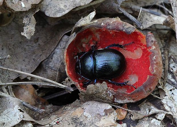 lajniak obyčajný v ohnivci Geotrupes stercorarius