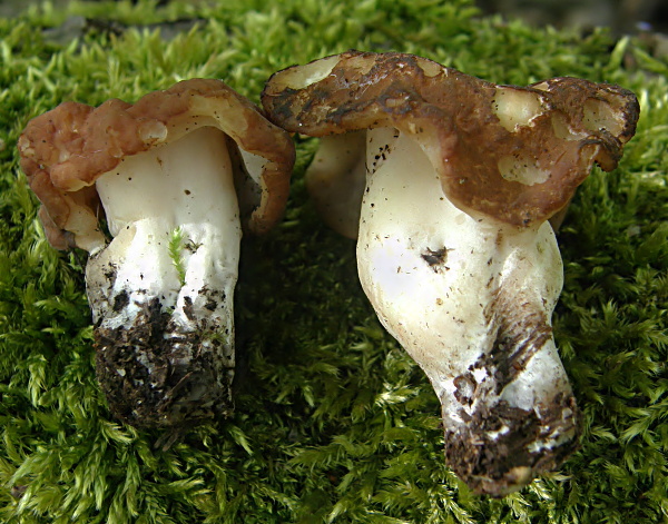 ušiak Gyromitra sp.