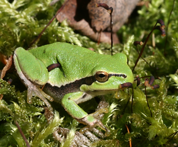 rosnička zelená Hyla arborea