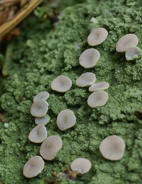 iskrovka vresová Icmadophila ericetorum (L.) Zahlbr.