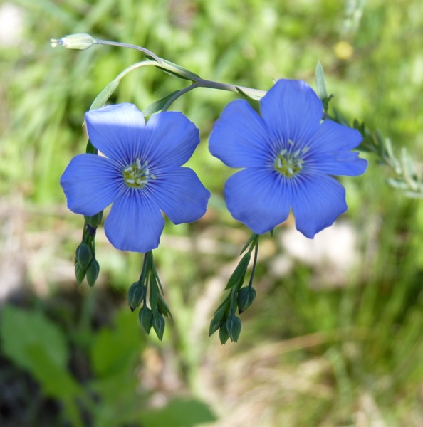 ľan rakúsky Linum austriacum L.