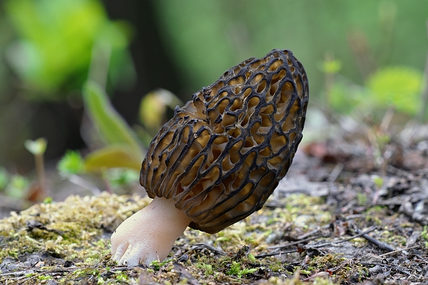 smrčok černastorebrový Morchella angusticeps Peck