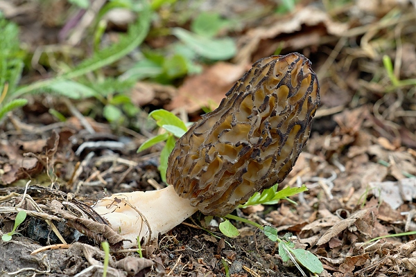 smrčok černastorebrový Morchella angusticeps Peck