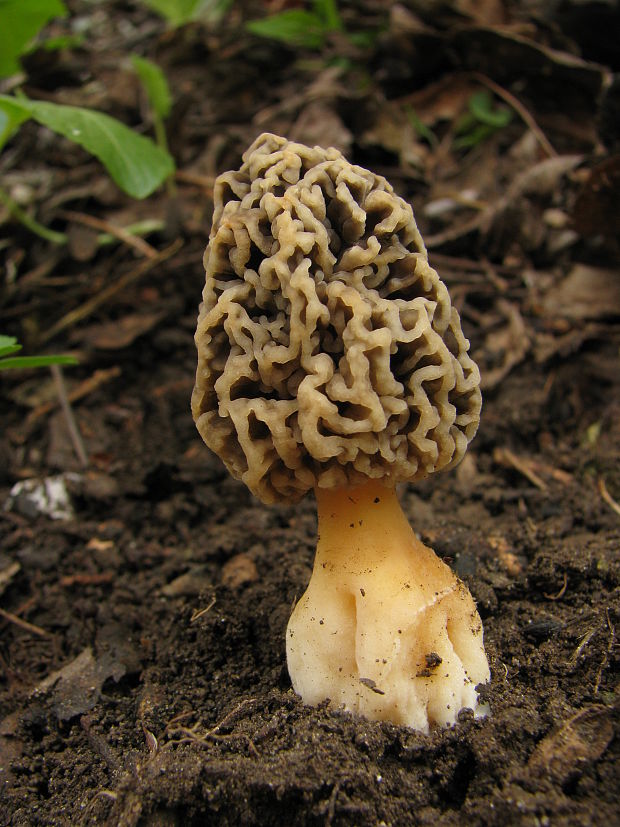 smrčok jedlý Morchella esculenta (L.) Pers.