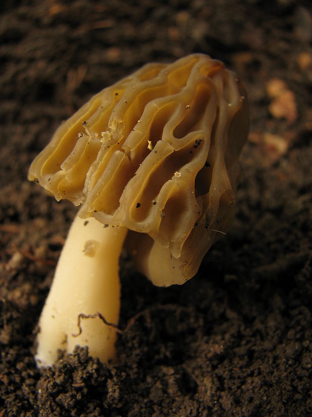 smrčok hybridný Morchella semilibera DC.