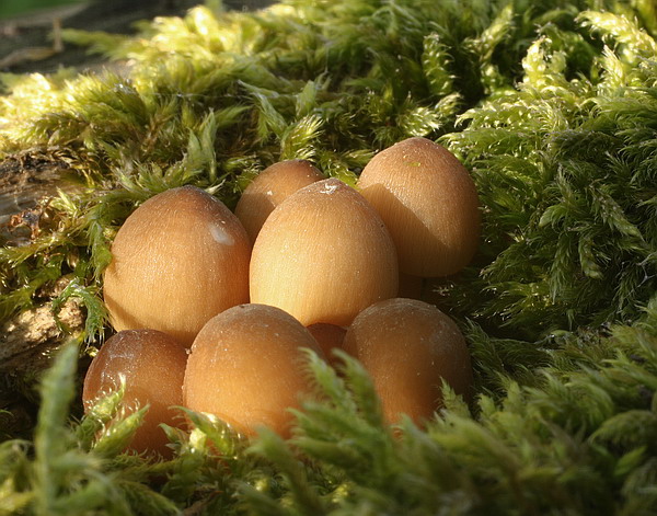 prilbička žltohlúbiková Mycena renati Quél.