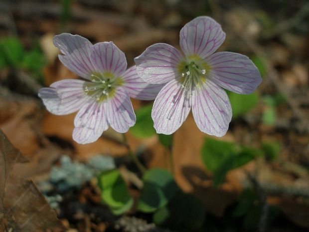 kyslička obyčajná Oxalis acetosella L.