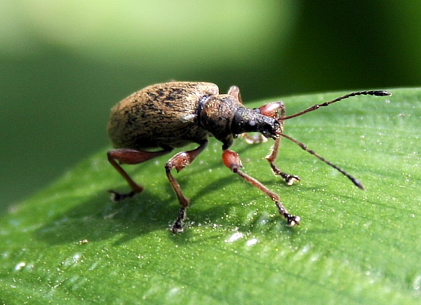 šupináčik Phyllobius glaucus