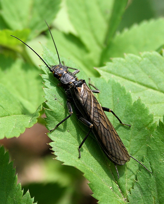 pošvatka  Plecoptera