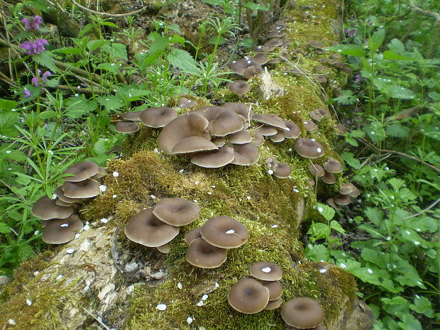 hliva lievikovitá Pleurotus cornucopiae (Paulet) Rolland