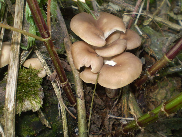 hliva lievikovitá Pleurotus cornucopiae (Paulet) Rolland