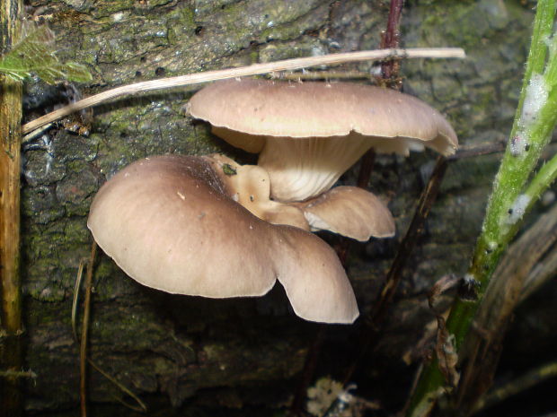 hliva lievikovitá Pleurotus cornucopiae (Paulet) Rolland