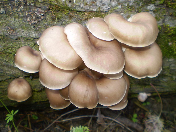 hliva lievikovitá Pleurotus cornucopiae (Paulet) Rolland