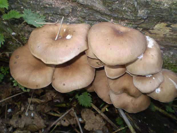 hliva lievikovitá Pleurotus cornucopiae (Paulet) Rolland