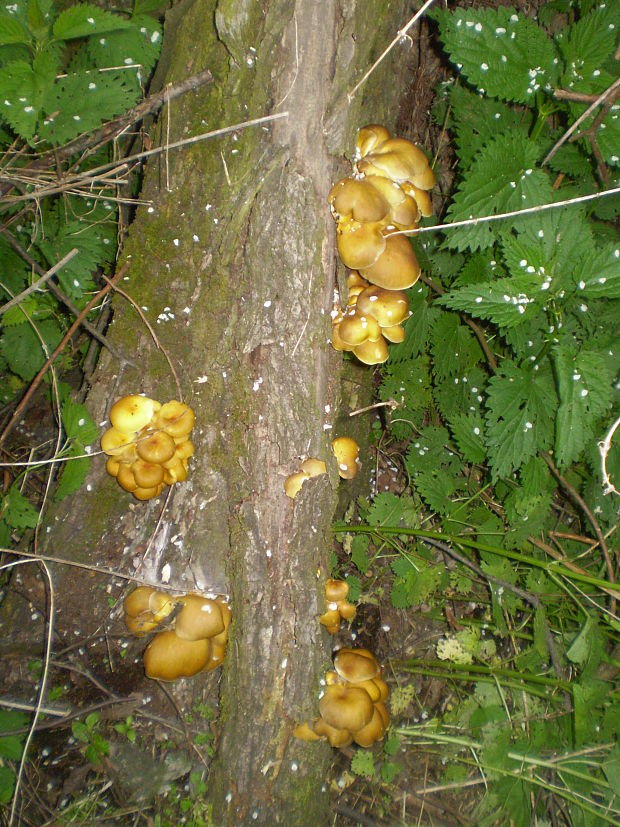 hliva lievikovitá Pleurotus cornucopiae (Paulet) Rolland