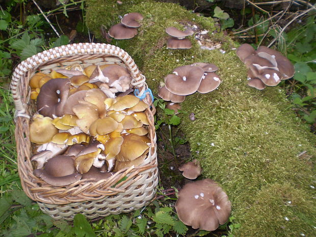 hliva lievikovitá Pleurotus cornucopiae (Paulet) Rolland