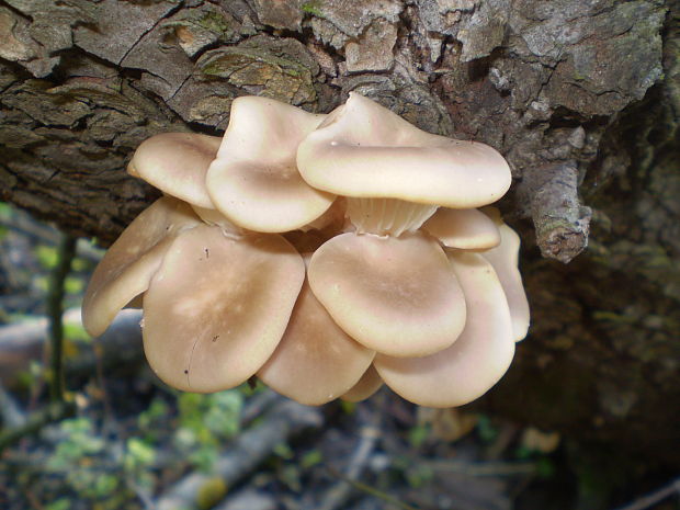 hliva ustricovitá Pleurotus ostreatus (Jacq.) P. Kumm.