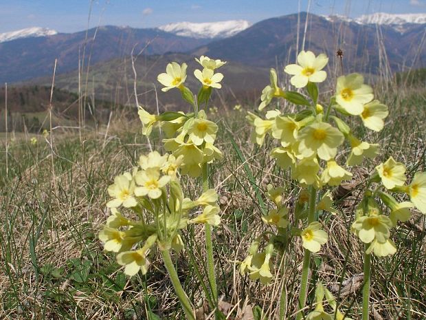 prvosienka jarná Primula veris L.