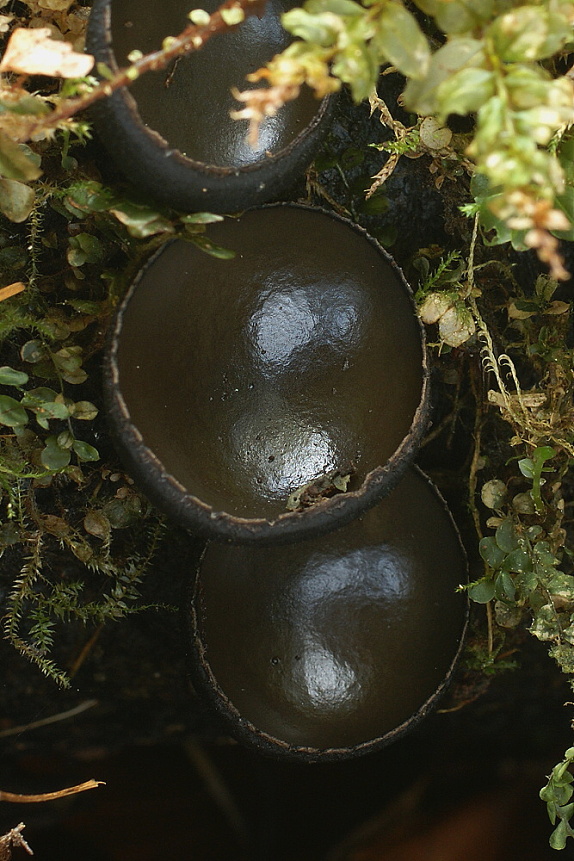 misôčka tmavá Pseudoplectania melaena (Fr.) Paden