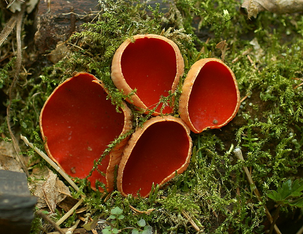 ohnivec rakúsky žltý Sarcoscypha austriaca var. lutea Ruini & Ruedl