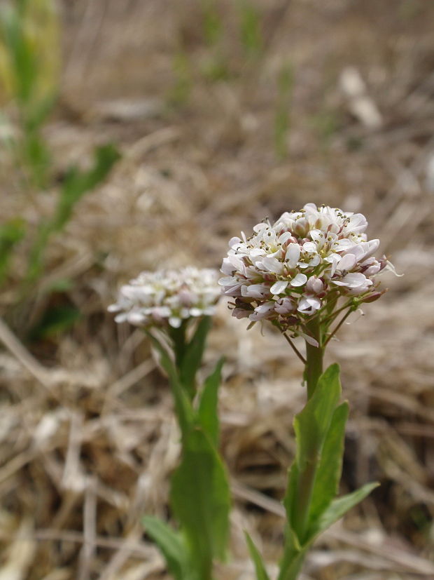 peniažtek modrastý Thlaspi caerulescens J. Presl et C. Presl