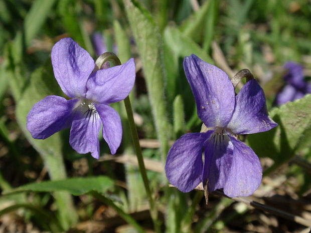 fialka krovisková Viola suavis M. Bieb.