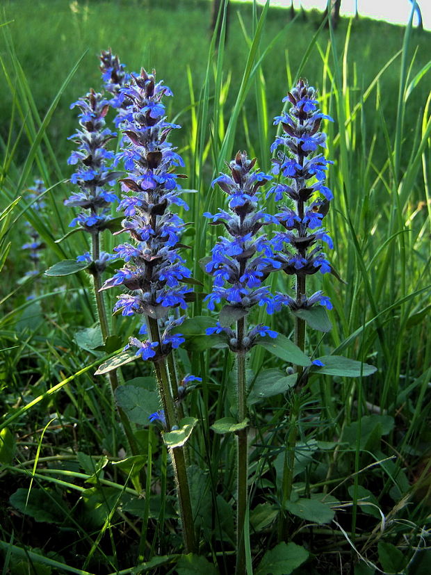 zbehovec ženevský Ajuga genevenis