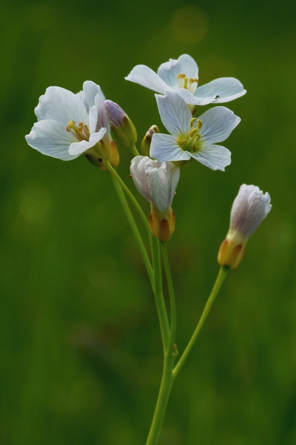 žerušnica lúčna Cardamine pratensis L.