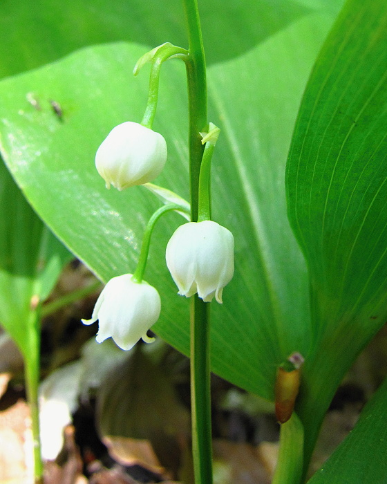 konvalinka voňavá Convallaria majalis L.