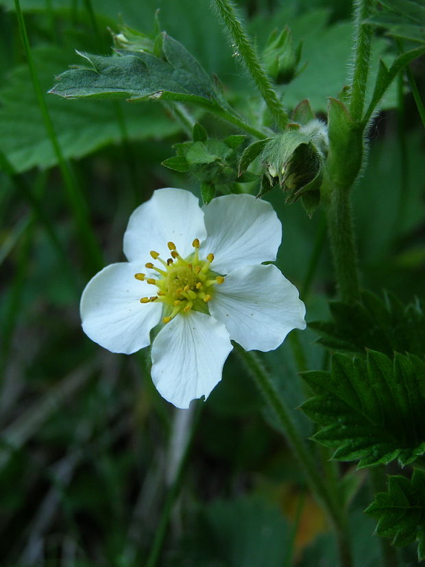 jahoda obyčajná Fragaria vesca L.