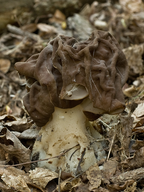 ušiak obrovský Gyromitra gigas (Krombh.) Cooke