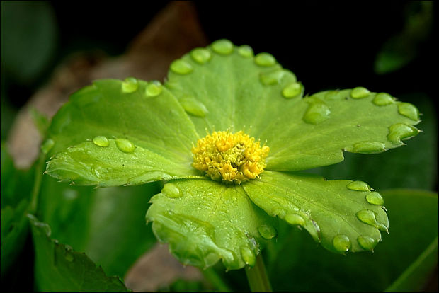 hviezdnatec čemericový Hacquetia epipactis (Scop.) DC.