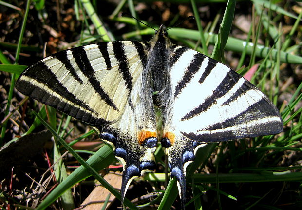 vidlochvost ovocný Iphiclides podalirius