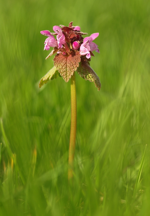 hluchavka purpurová Lamium purpureum L.