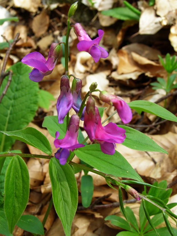 hrachor jarný Lathyrus vernus (L.) Bernh.